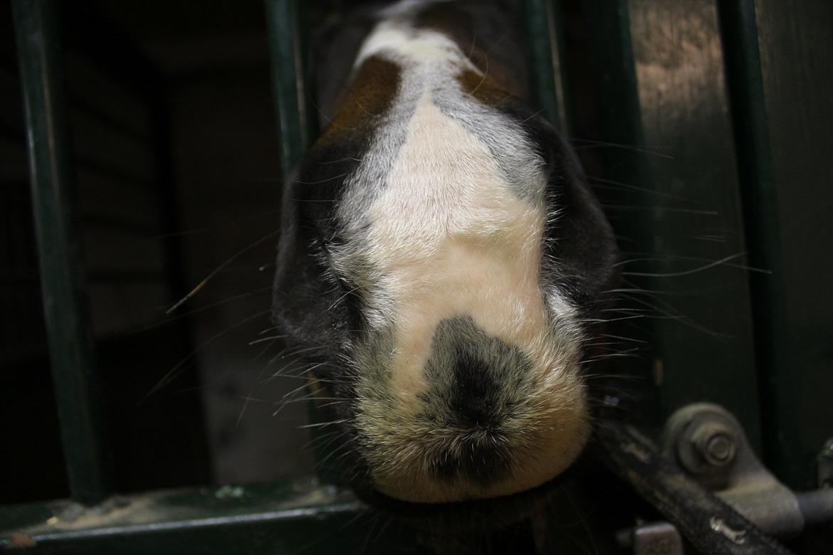 Tysk Sportspony Bubber - Søde Bubber billede 13