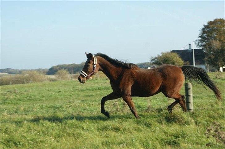 Anden særlig race Knægten - Han bliv lidt dovn :P prøvte få ham i galop men det ændte med en meget dovn trav :p billede 3