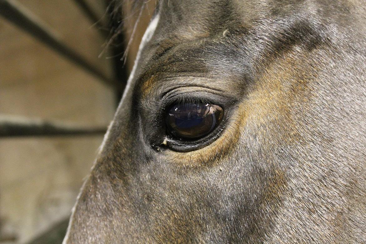 Tysk Sportspony Bubber billede 5