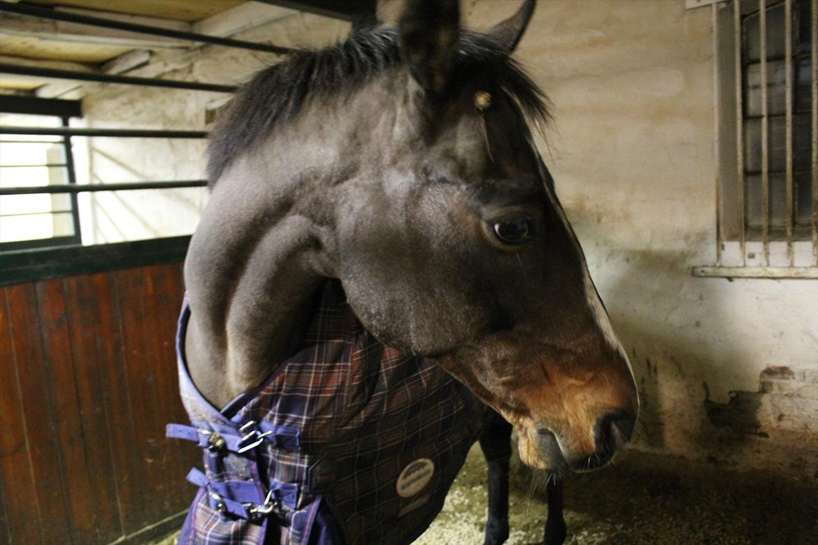 Tysk Sportspony Bubber billede 2