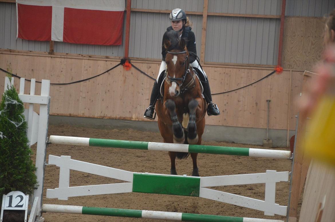 Belgisk varmblod Frutrillo - *NYT* Her til stævne på Aags d. 29 okt. fejlfri i U-LB** :-D dyyygtig hest :* billede 17