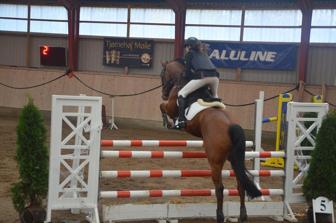 Belgisk varmblod Frutrillo - *NYT* Igen :p super sej hest, jeg har mig! billede 18