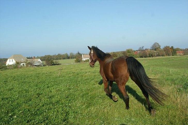 Anden særlig race Knægten - Sikke en fin mås du har Knægt :p billede 4