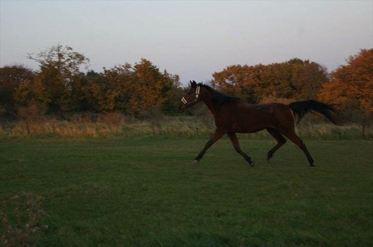 Anden særlig race Knægten - Han er meget glad for trav var :) billede 5