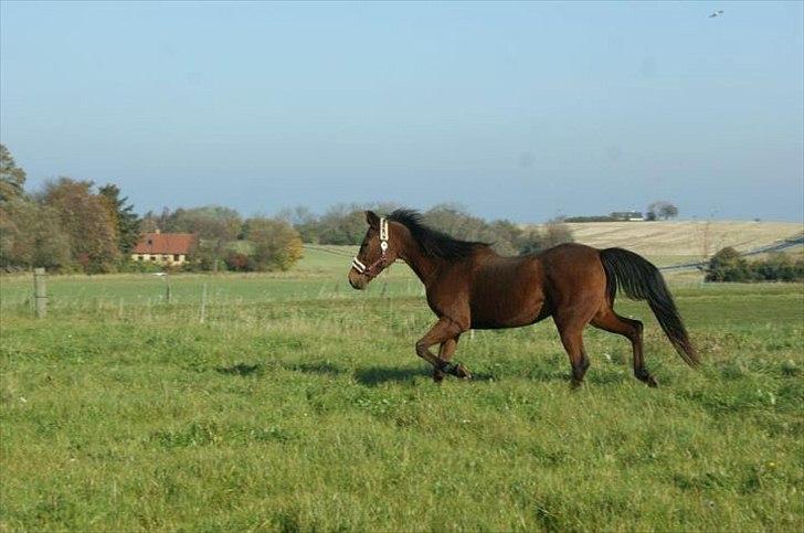 Anden særlig race Knægten billede 6
