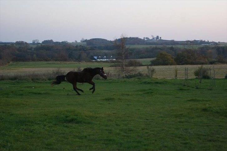 Anden særlig race Knægten - Endelig lidt galop/bukke billede 7