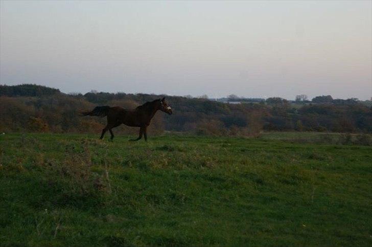 Anden særlig race Knægten - Fuld fart frem ad "Du kan ikke fange mig!" billede 8