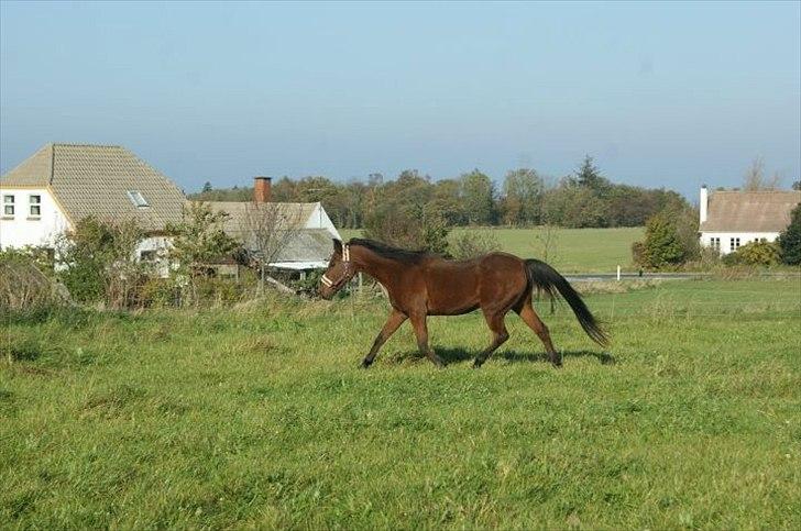 Anden særlig race Knægten billede 9