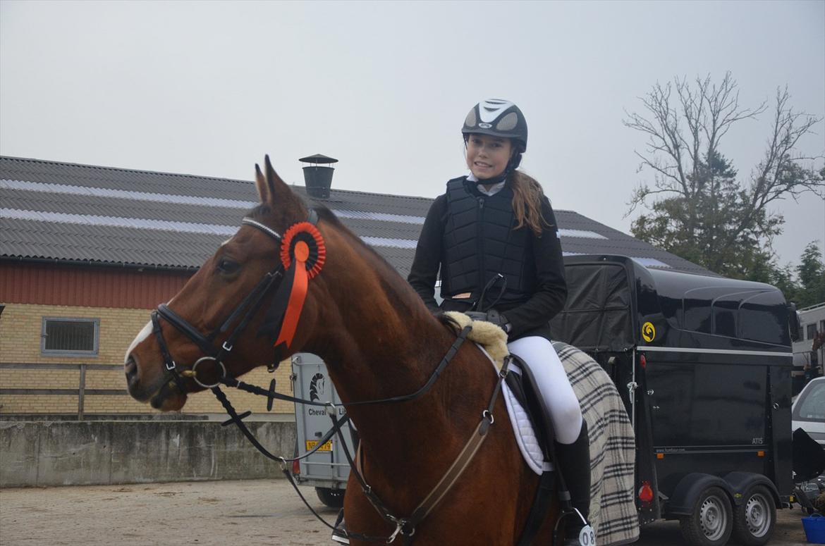 Belgisk varmblod Frutrillo - Sløjfe :-D <3 fejlfri i U-LB** (flot anderledes halloween sløjfe) xP billede 19