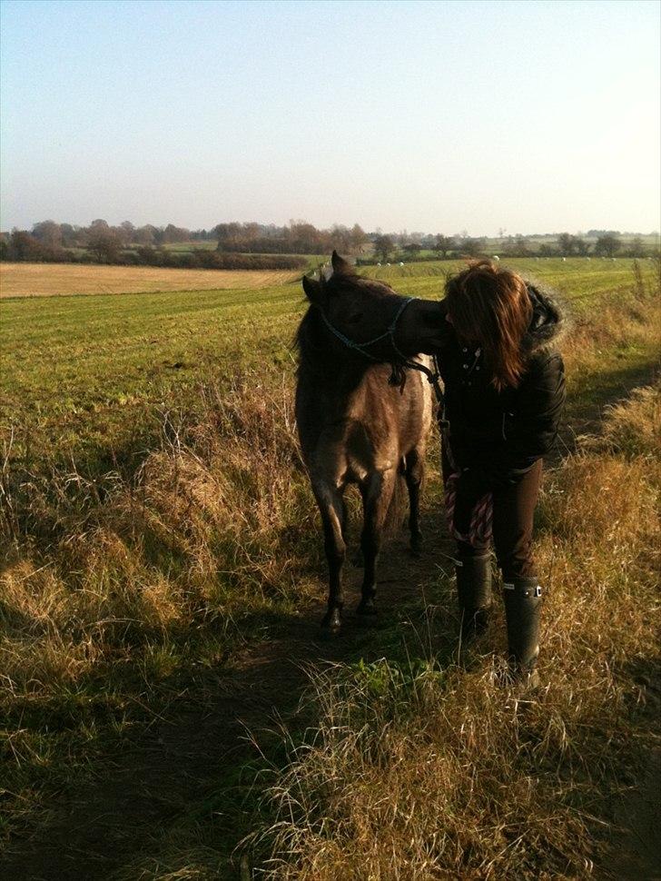 Welsh Mountain (sec A)  Cerét  billede 14