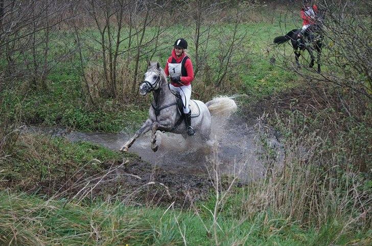 Arabisk fuldblod (OX) Shaklan Ibn Saskatoon - Hubertusjagt i Gjern. Fin stil igennem vandet ((-: Foto: Amanda Absalonsen Busk. billede 14