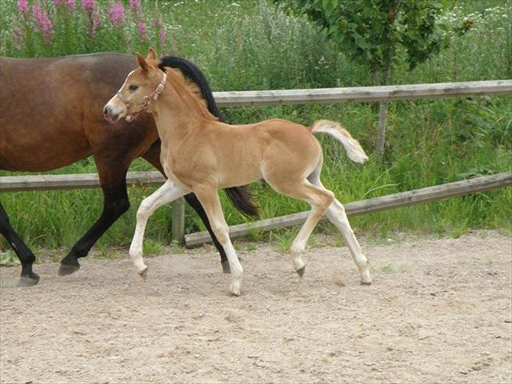 DSP Lykkesholm´s Cyperb billede 1