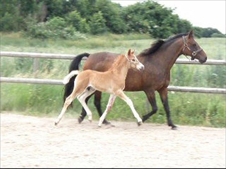 DSP Lykkesholm´s Cyperb billede 2