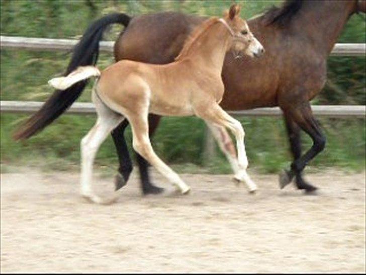 DSP Lykkesholm´s Cyperb billede 3