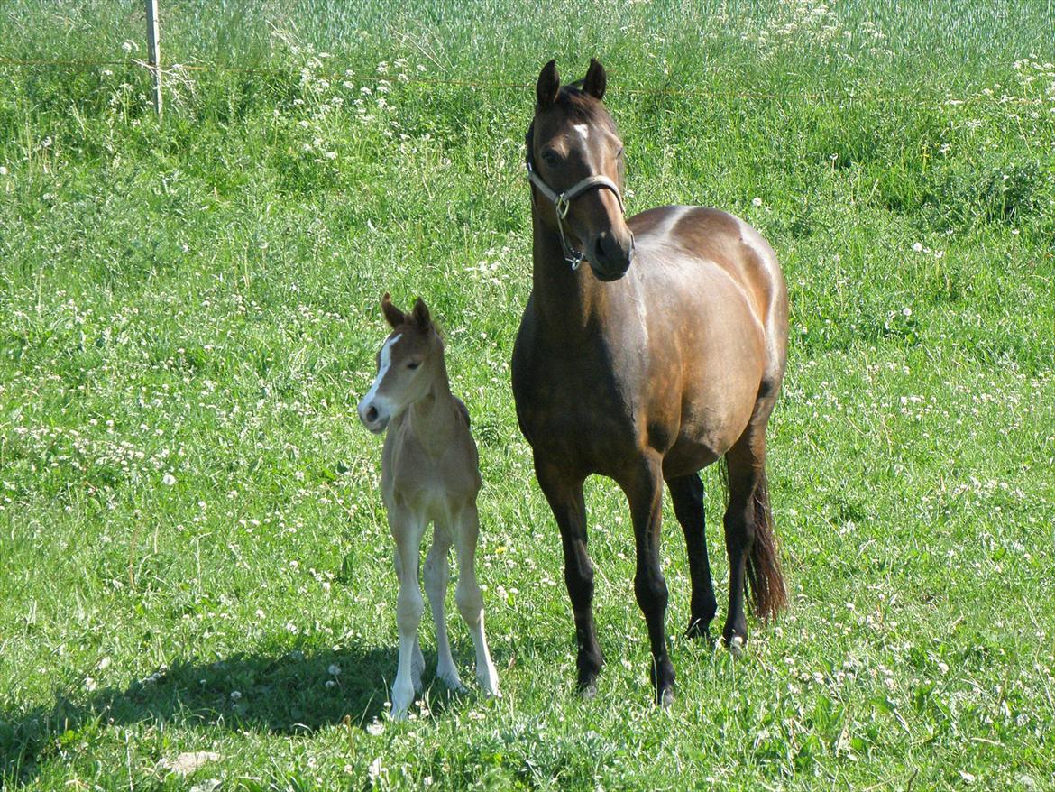 DSP Lykkesholm´s Cyperb billede 4