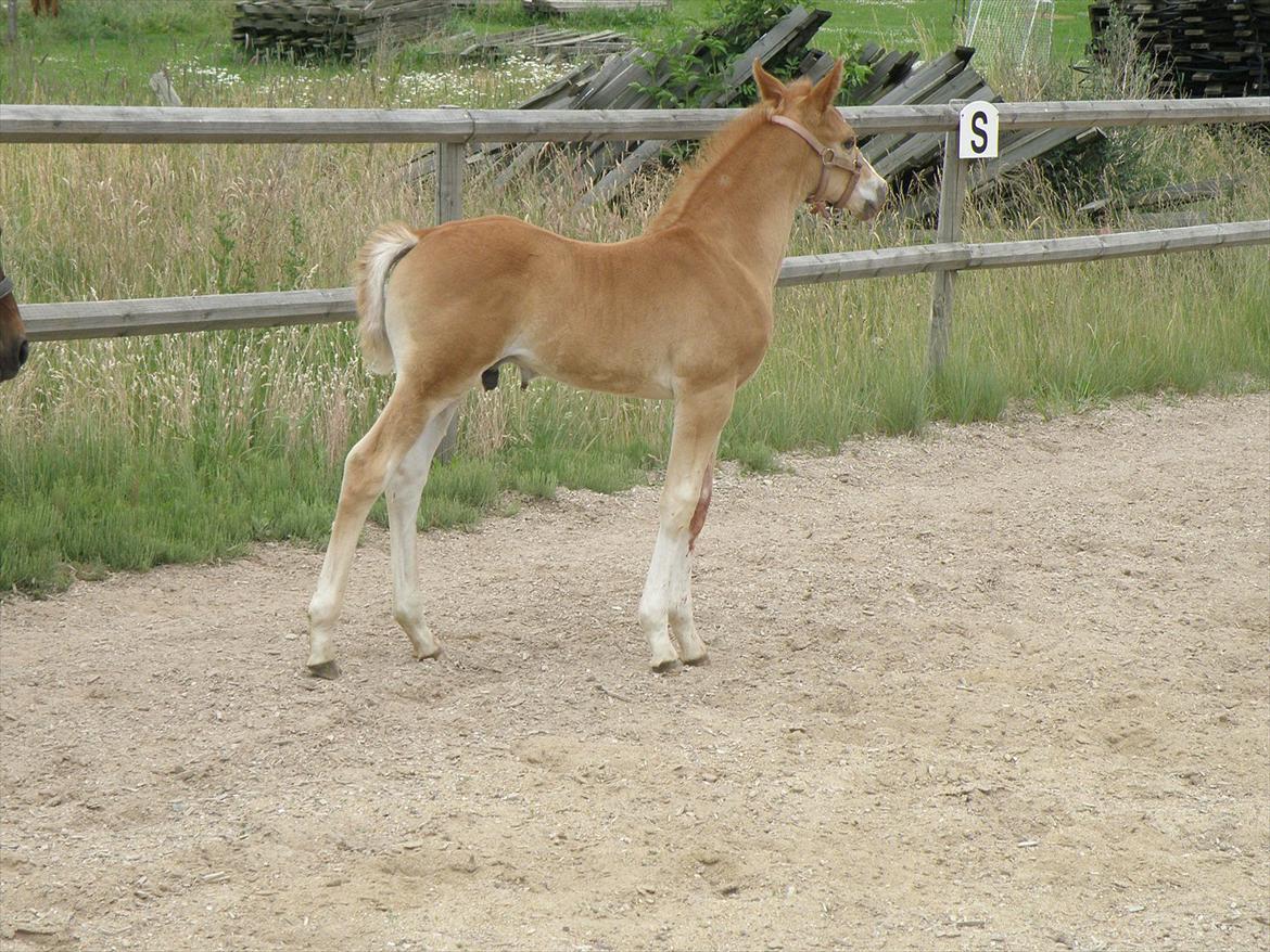 DSP Lykkesholm´s Cyperb billede 5