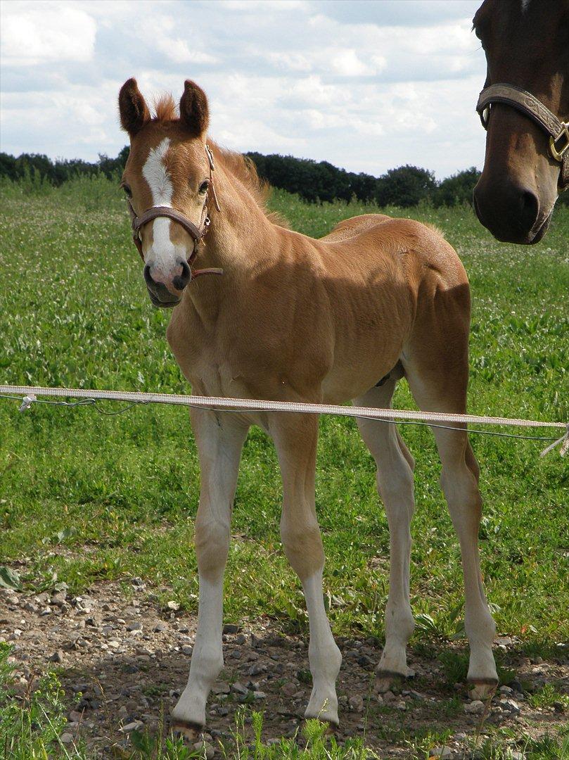 DSP Lykkesholm´s Cyperb billede 6