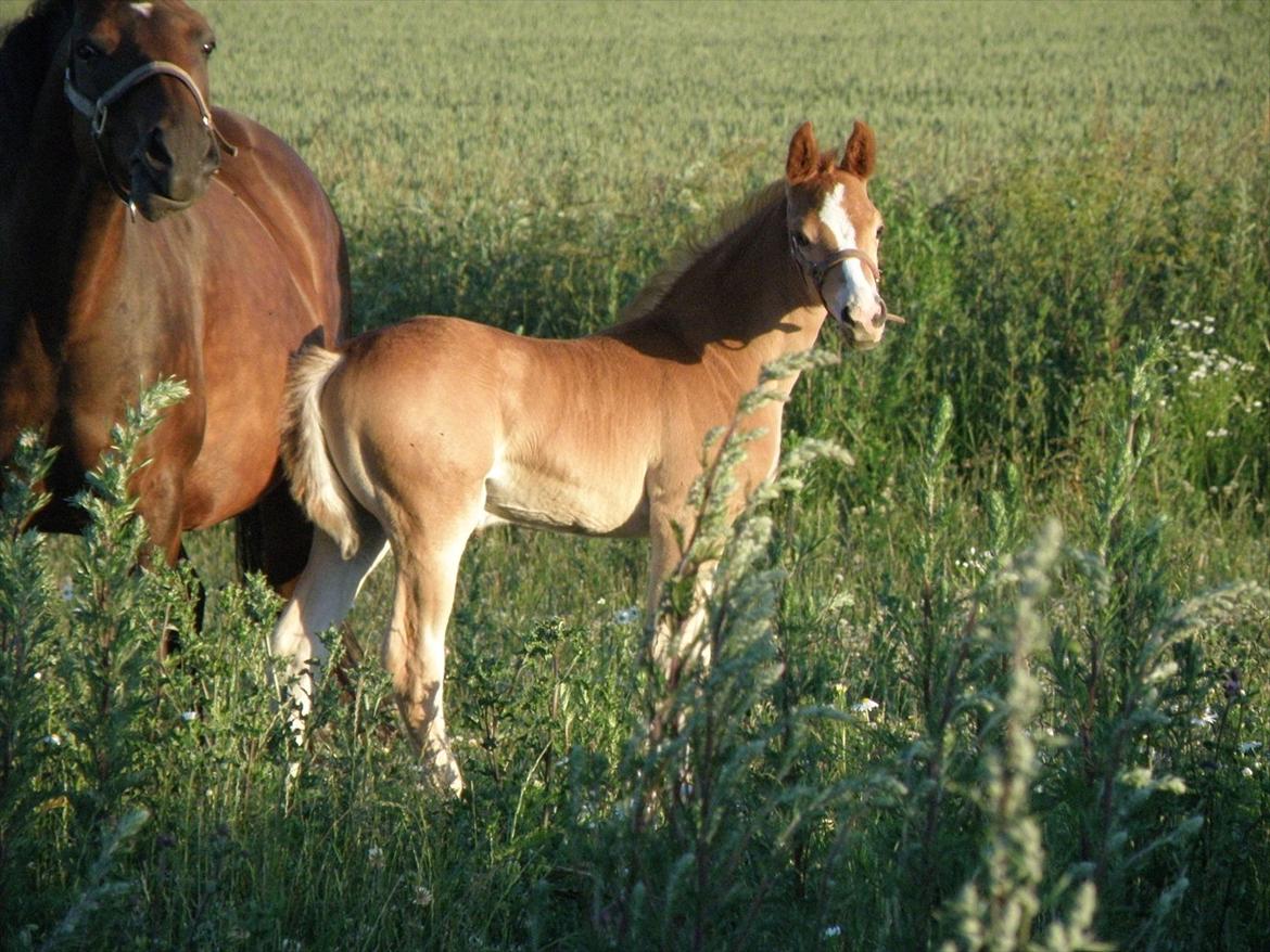 DSP Lykkesholm´s Cyperb billede 7