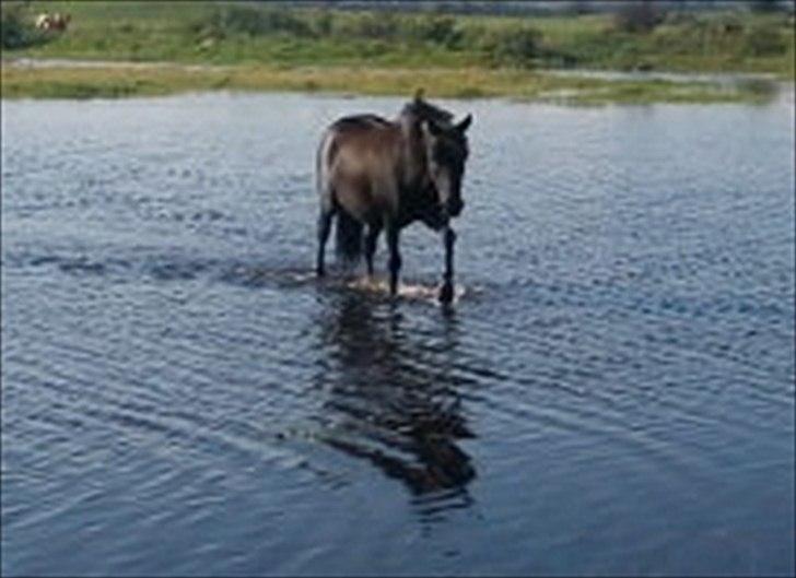 Anden særlig race Føllebølle - Sikke en våd sommer 2011, godt man ikke er vandskræk billede 14