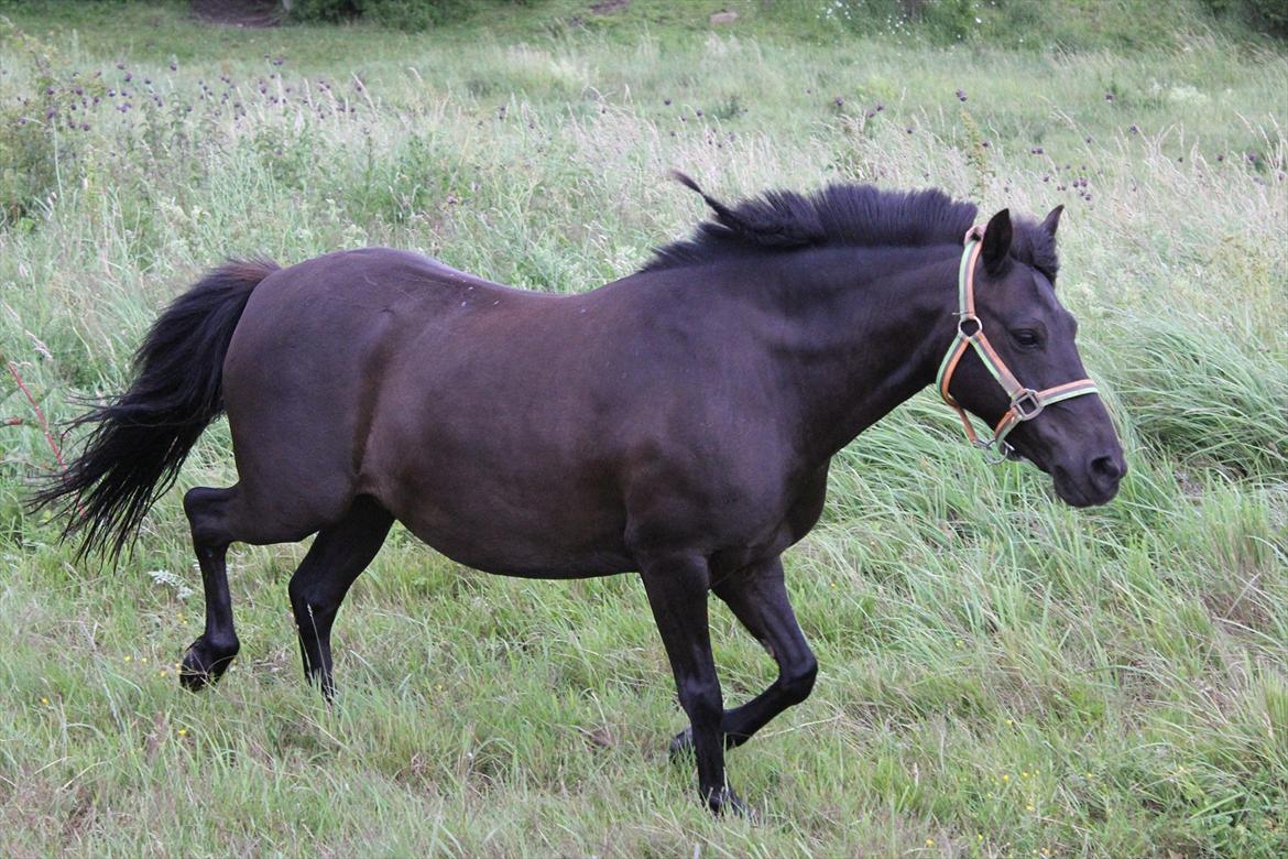 Anden særlig race Føllebølle billede 3