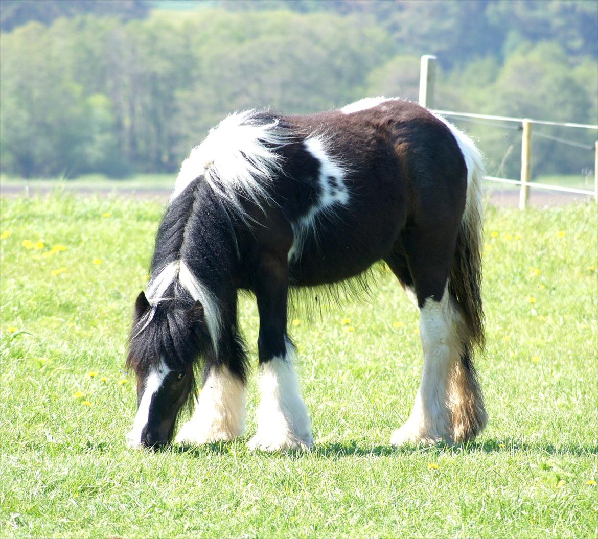 Irish Cob Bisgaards Norah billede 2