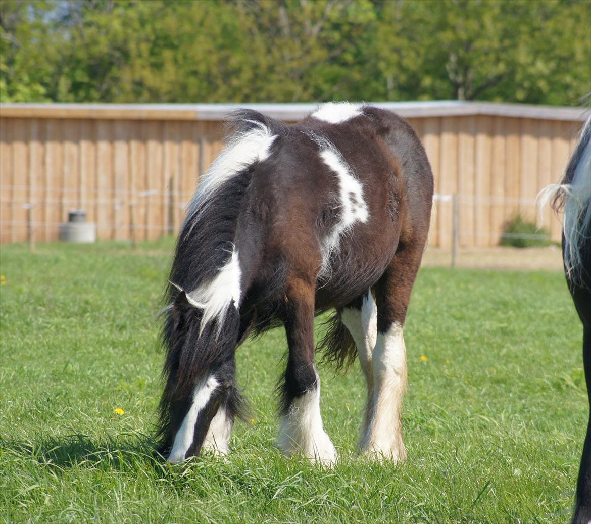Irish Cob Bisgaards Norah billede 3