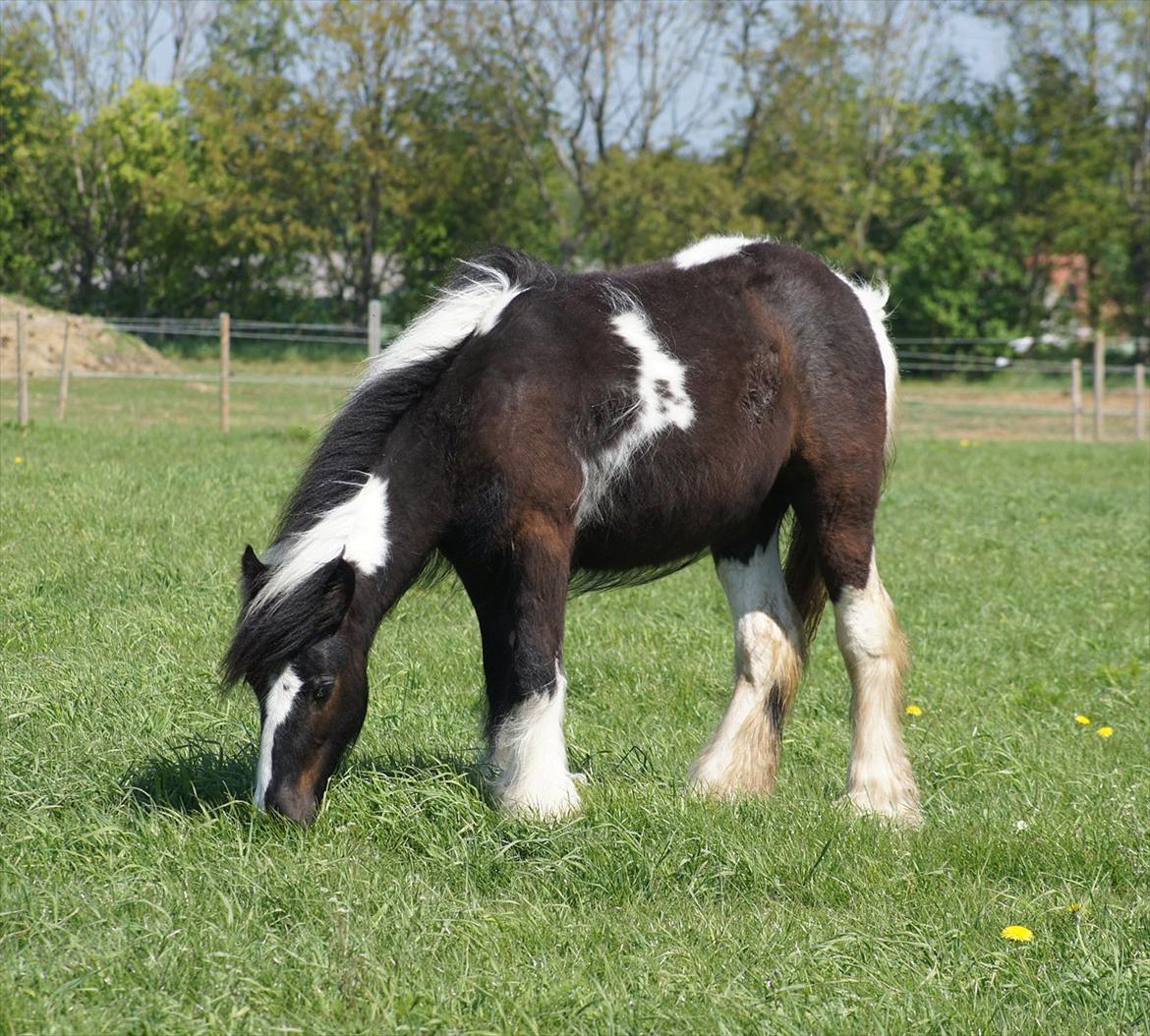Irish Cob Bisgaards Norah billede 4