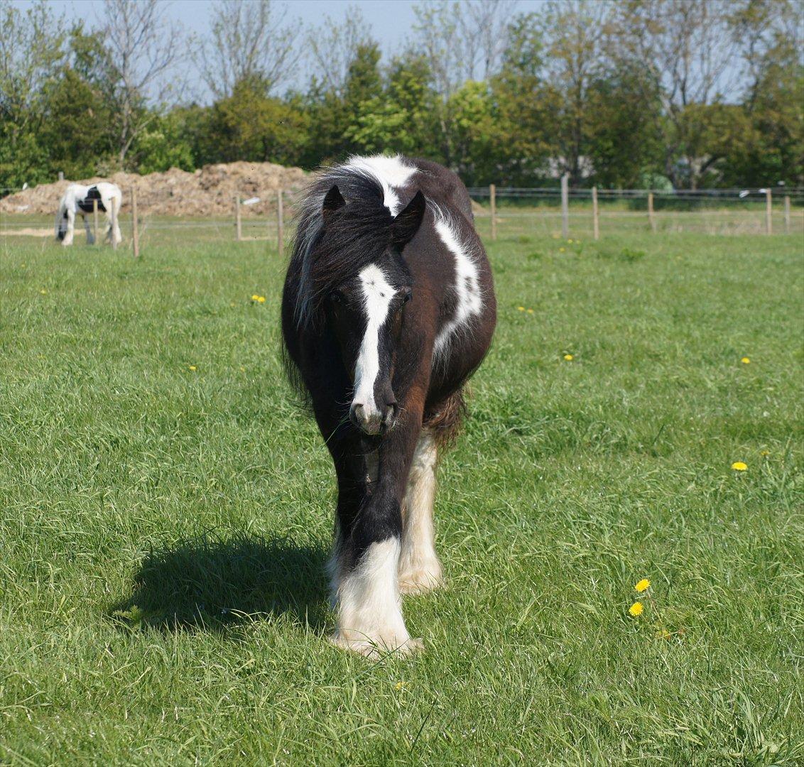 Irish Cob Bisgaards Norah billede 5