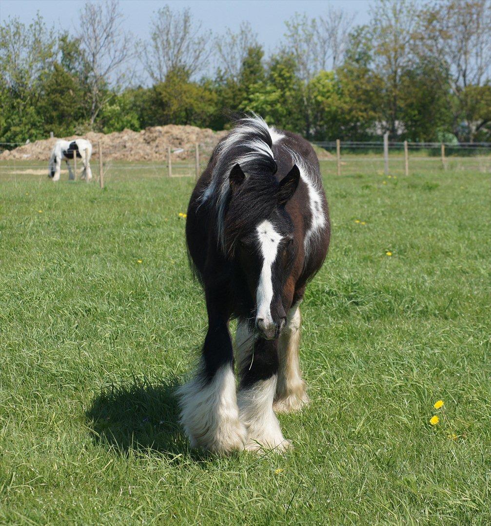 Irish Cob Bisgaards Norah billede 6