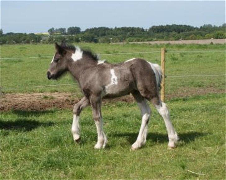 Irish Cob Bisgaards Norah - Bisgaards Norah som føl. billede 7