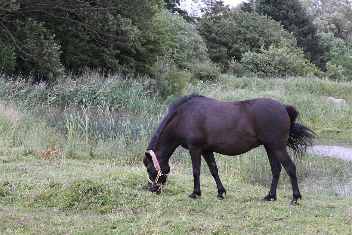 Anden særlig race Føllebølle billede 4