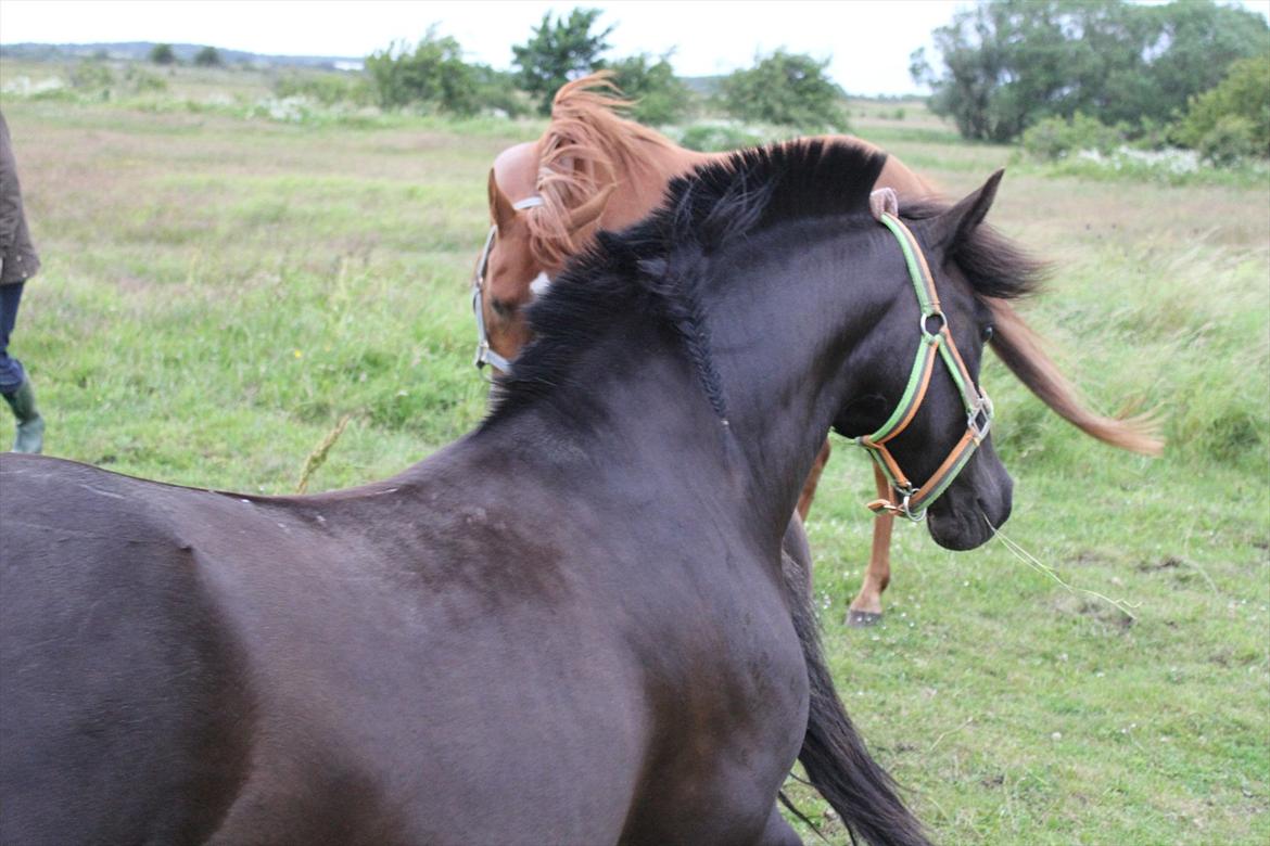Anden særlig race Føllebølle billede 5