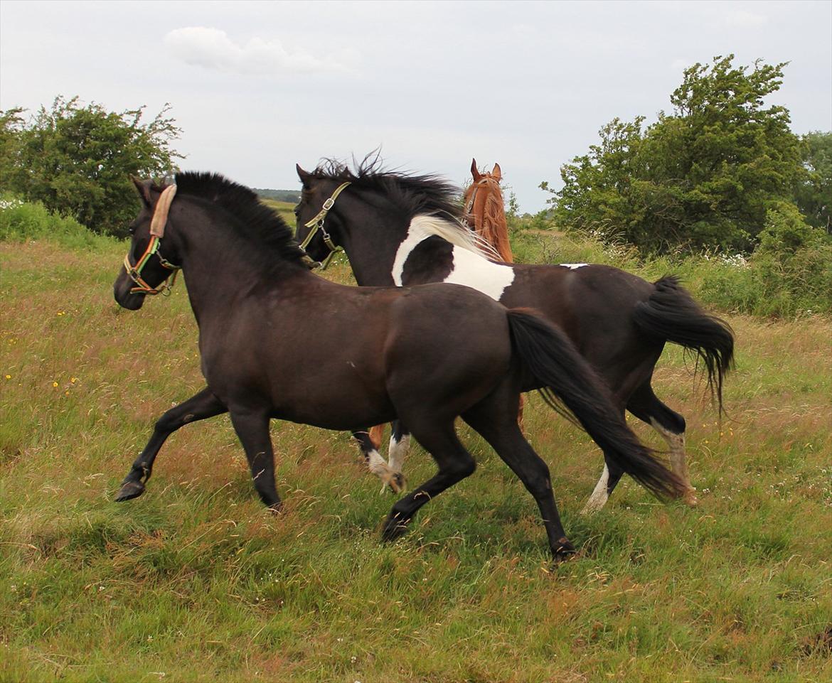 Anden særlig race Føllebølle - Føllebølle og hendes halvsøster Taura från Högelid (samme mor) billede 6
