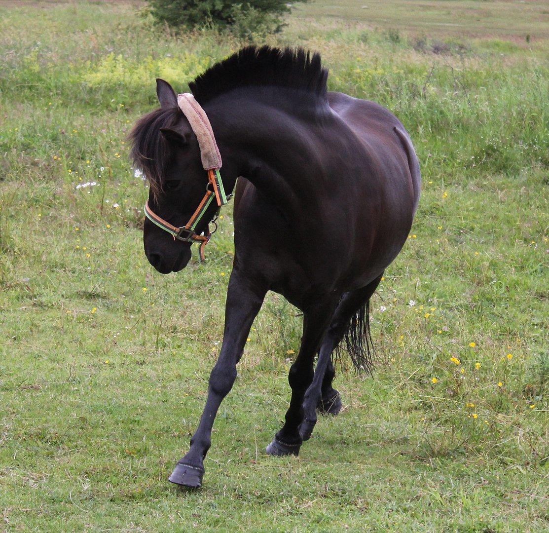 Anden særlig race Føllebølle billede 7
