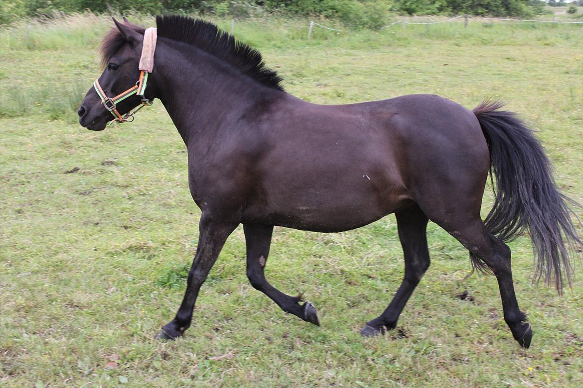 Anden særlig race Føllebølle billede 8