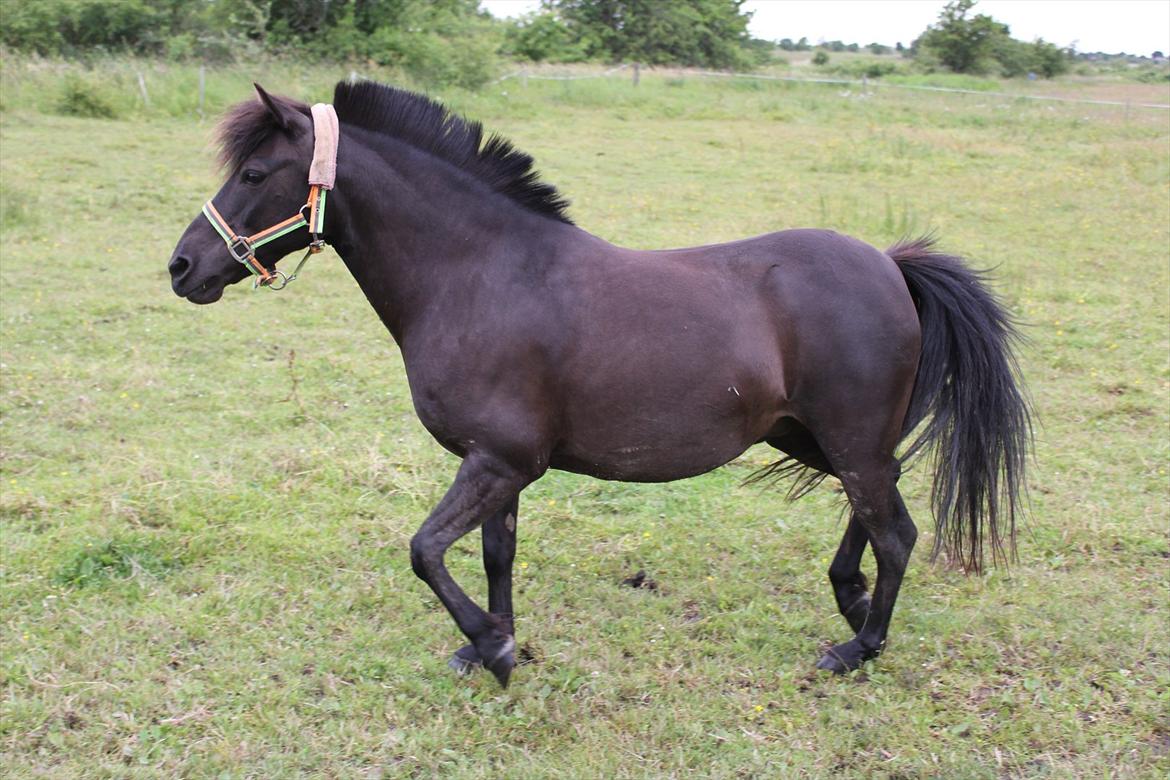 Anden særlig race Føllebølle billede 9