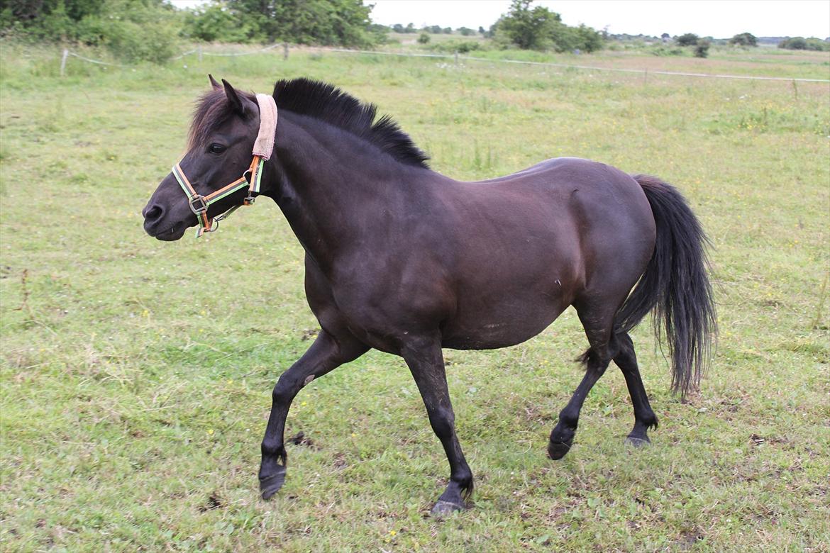 Anden særlig race Føllebølle billede 10