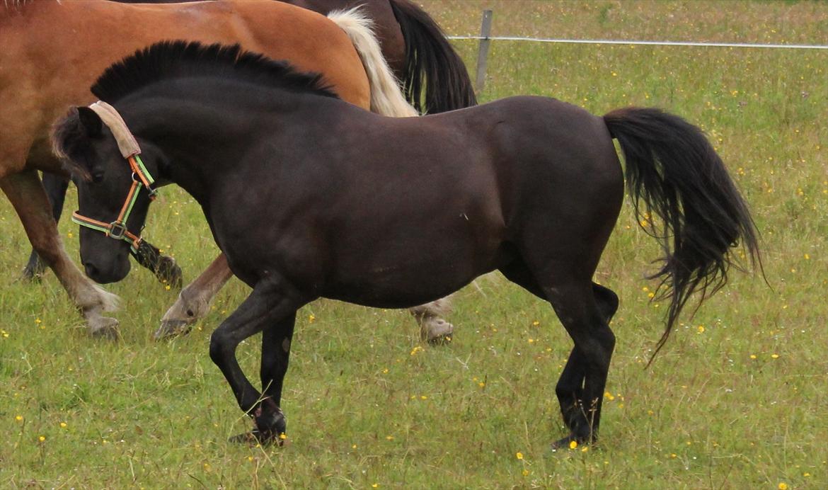 Anden særlig race Føllebølle - Man har vel en naturlig holdning, når man gider at vise sig lidt billede 2