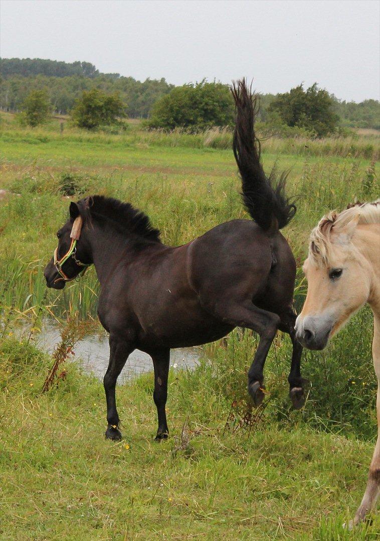 Anden særlig race Føllebølle - Hold afstand billede 11