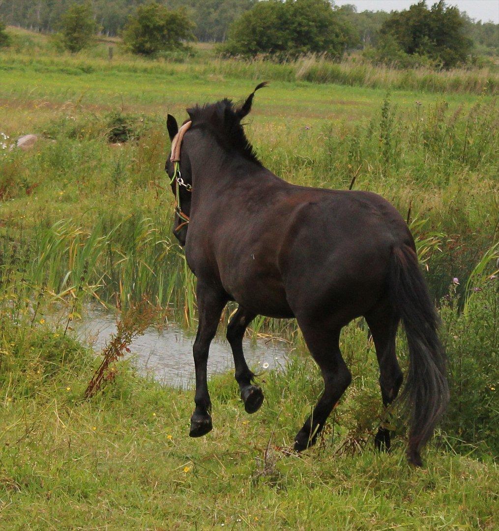 Anden særlig race Føllebølle billede 12