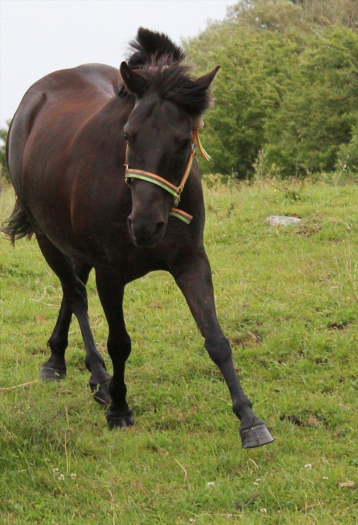Anden særlig race Føllebølle billede 1