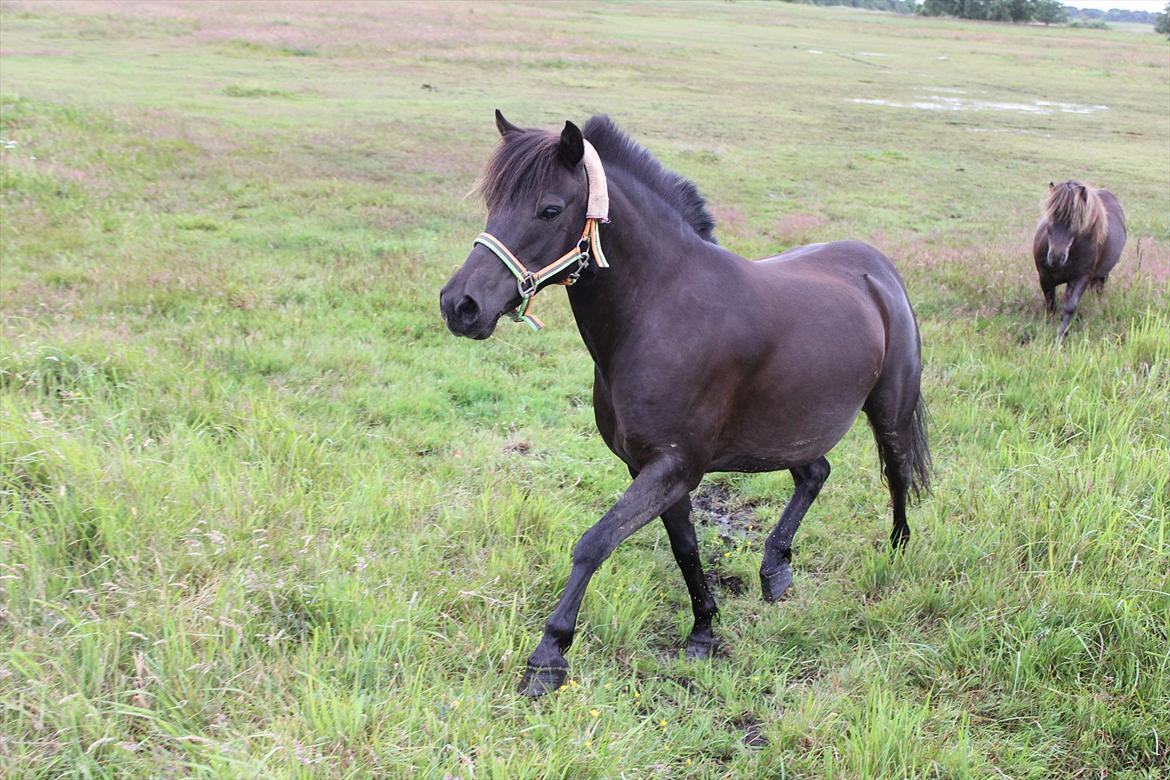 Anden særlig race Føllebølle billede 13