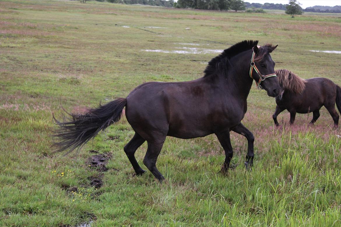 Anden særlig race Føllebølle - Vende på en tallerken er heller ikke et problem billede 15