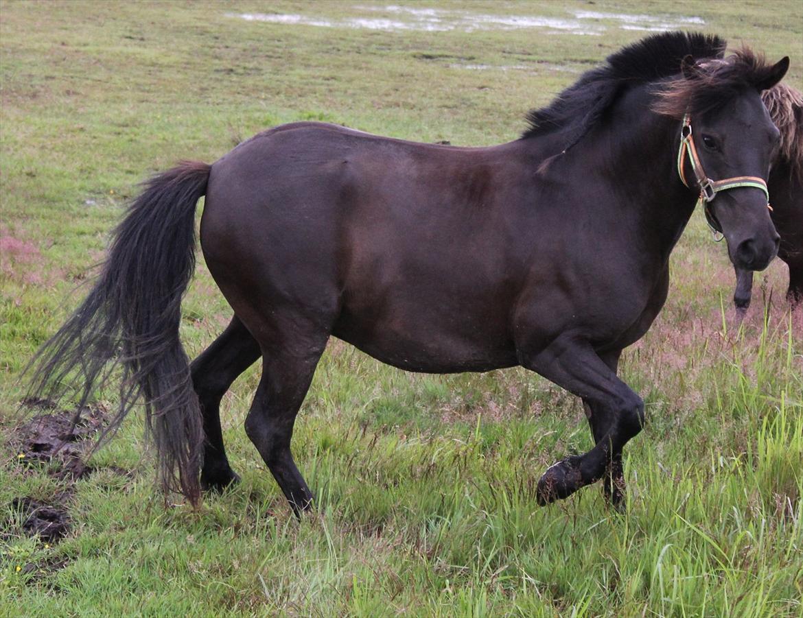 Anden særlig race Føllebølle billede 16