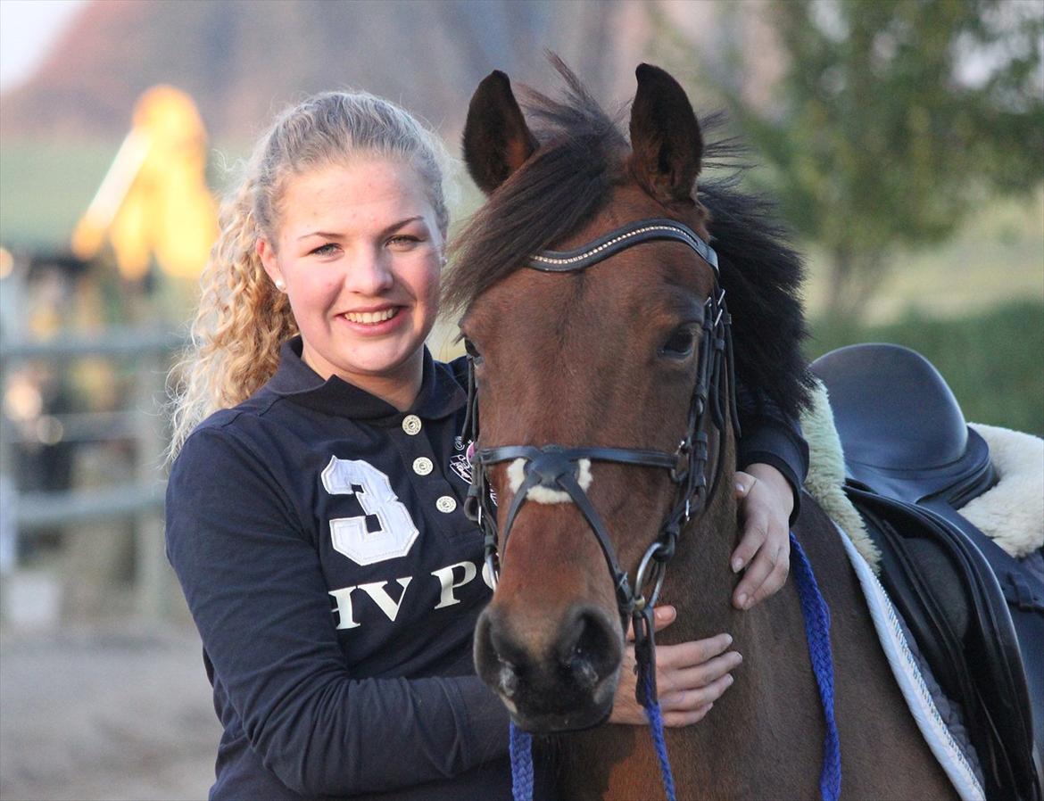 Hollandsk Sportspony Misty billede 3