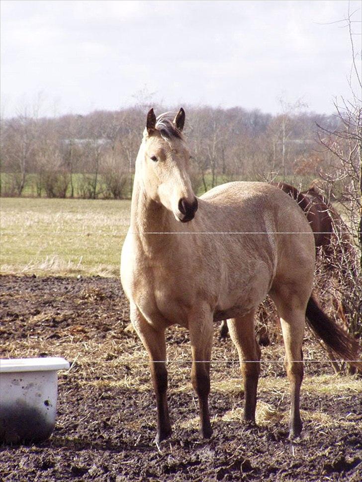 Quarter Sweet Sazz - 1 1/2 år gammel billede 14