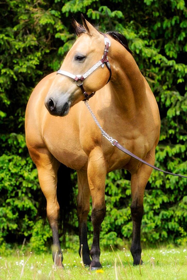 Quarter Sweet Sazz - 2011

Photo by TC Photo
all rights reserved billede 4