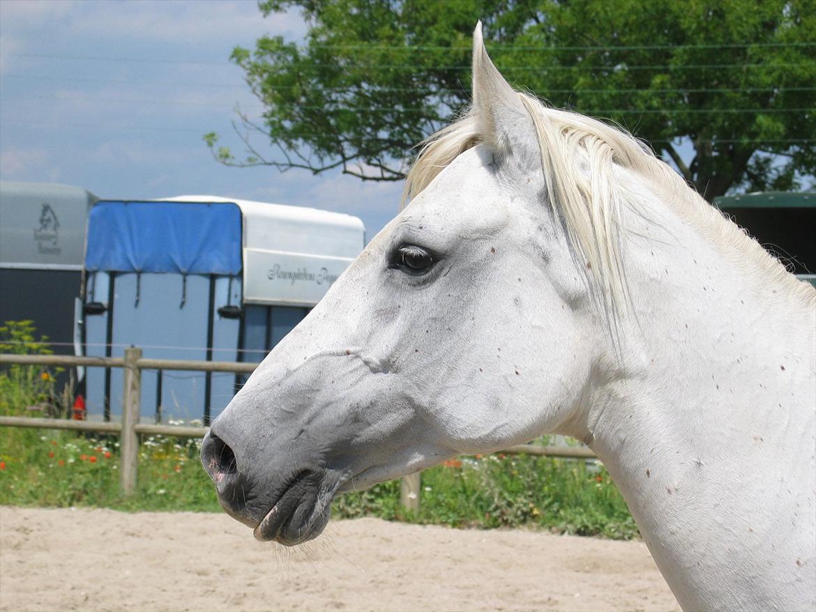 Arabisk fuldblod (OX) • Ciska billede 1