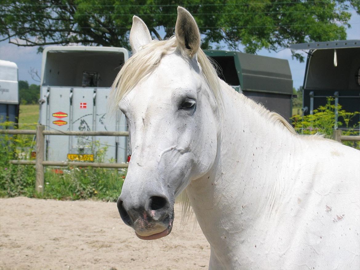 Arabisk fuldblod (OX) • Ciska billede 4