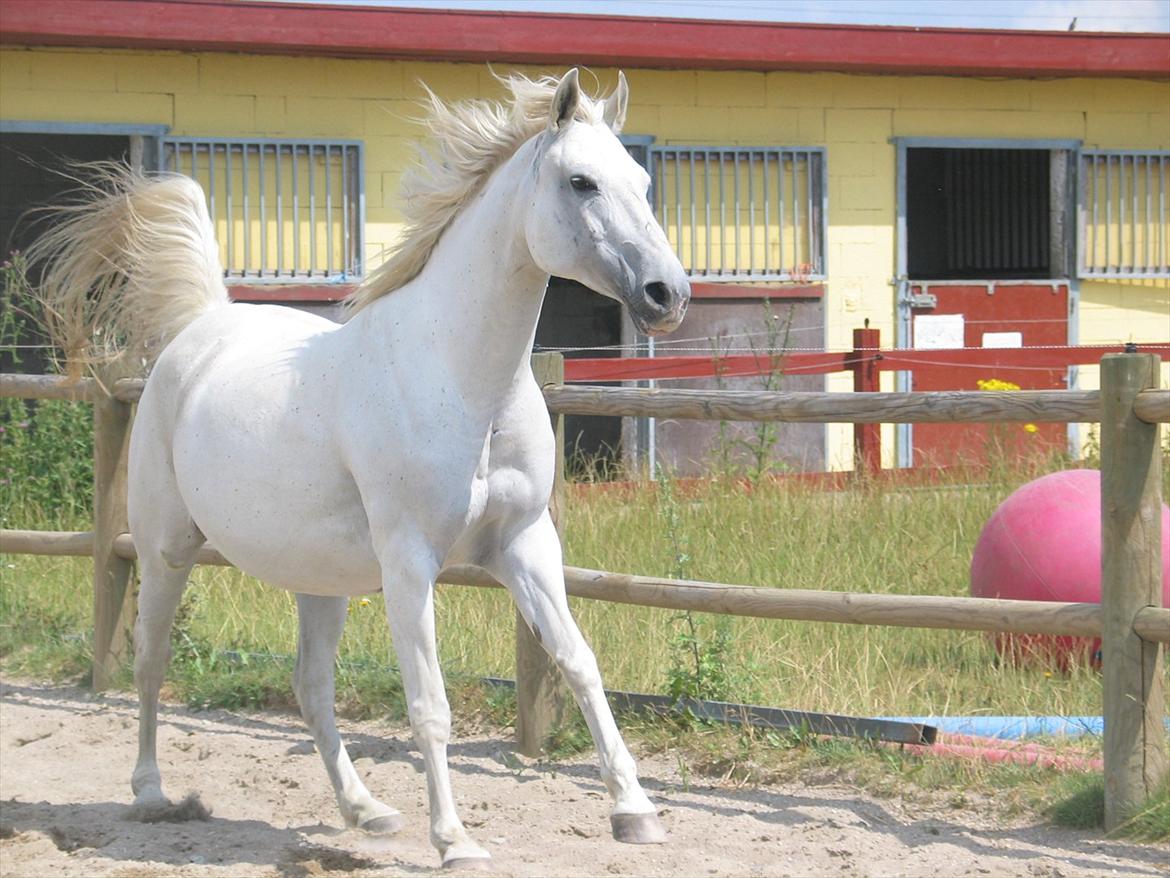 Arabisk fuldblod (OX) • Ciska billede 5